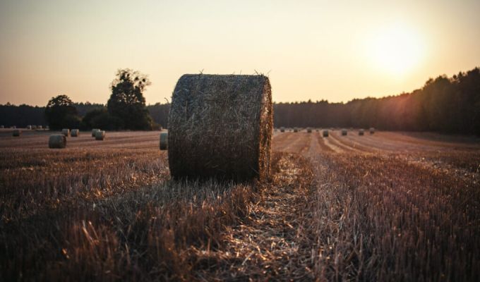 Pole z belami siana o zachodzie słońca.
