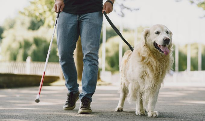 Osoba niewidoma idzie chodnikiem z pomocą psa przewodnika i białej laski. Pies to jasny golden retriever na smyczy.
