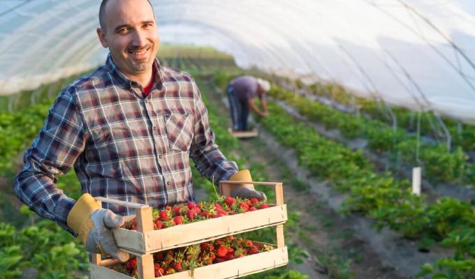 mężczyzna na plantacji truskawek w tunelu. Mężczyzna trzyma w rękach dwie drewniane skrzynki pełne dojrzałych truskawek. Uśmiecha się. W tle, na dalszej części plantacji, widać inną osobę, która również zajmuje się zbiorem owoców.